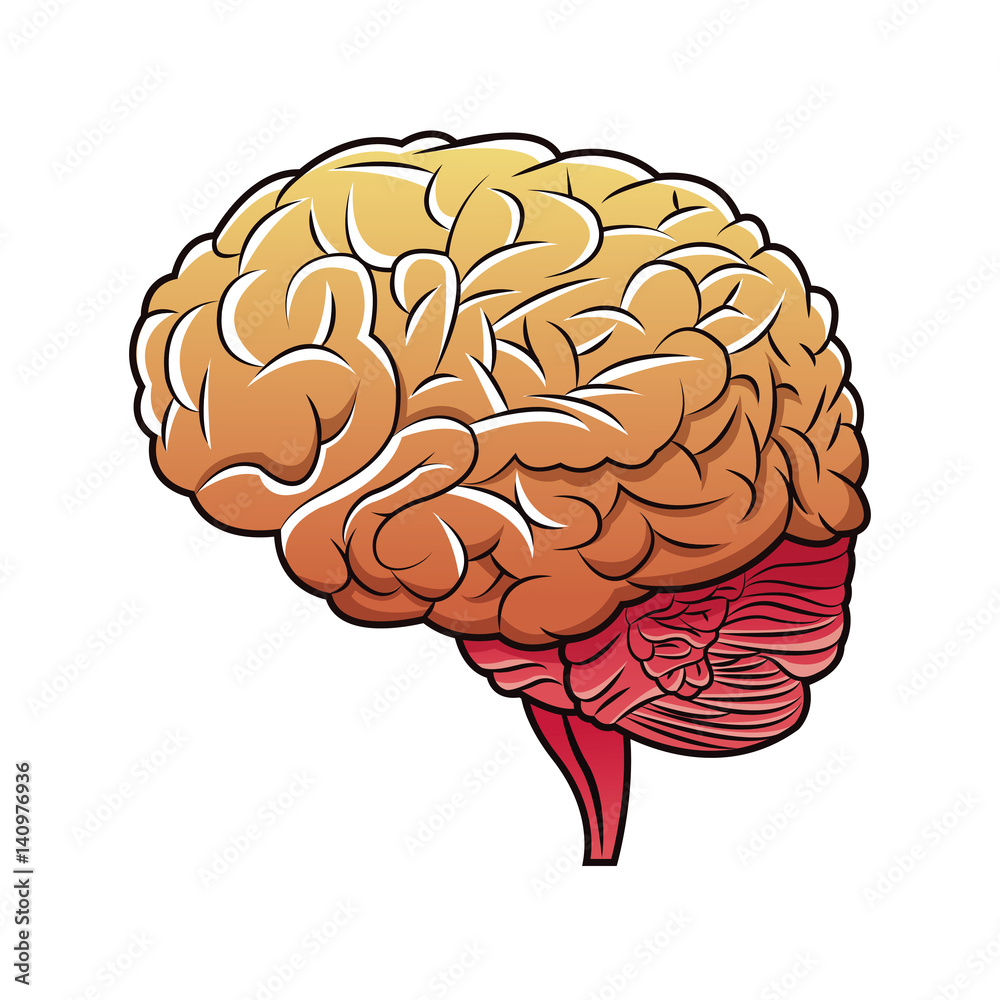 human brain structure image vector illustration eps 10 human brain structure image vector illustration eps 10