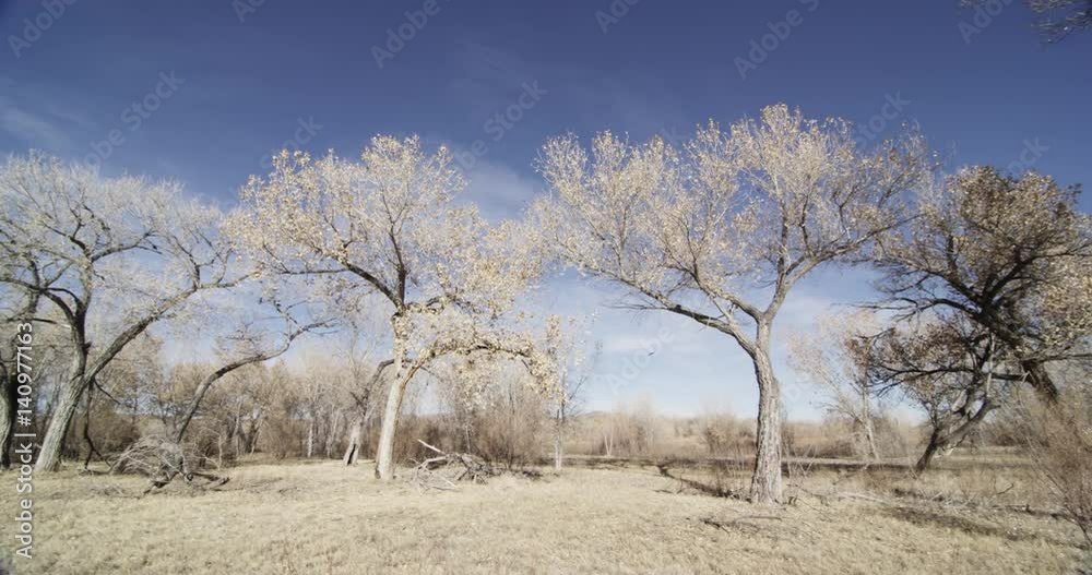 Pan right, trees and grasslands, Bosque del Apache Pan right, trees and grasslands, Bosque del Apache