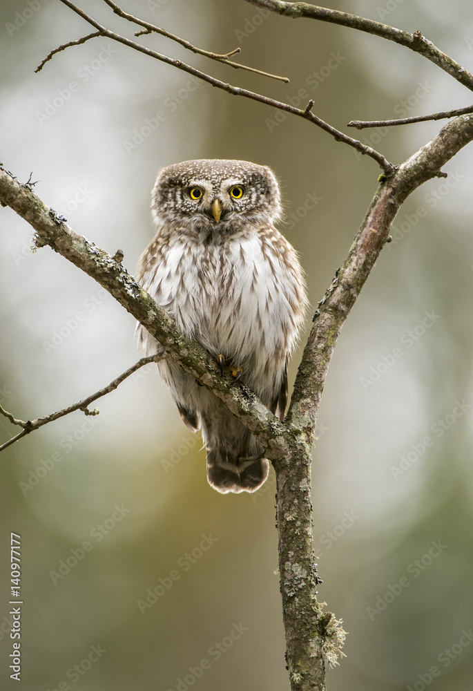 Obraz premium Eurasian pygmy owl (Glaucidium passerinum)