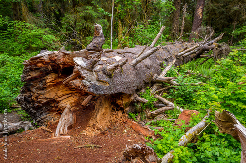 Fallen log, Olympic National Park