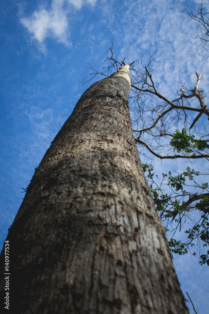 Low Angle Big Tree in Borneo Rain Forest, East Borneo Kalimantan Indonesia Low Angle Big Tree in Borneo Rain Forest, East Borneo Kalimantan Indonesia