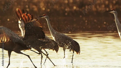 Sandhill Cranes Fly and Skim Across Pond, Slow Motion