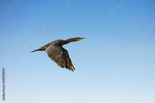 Double-crested Cormorant in flight