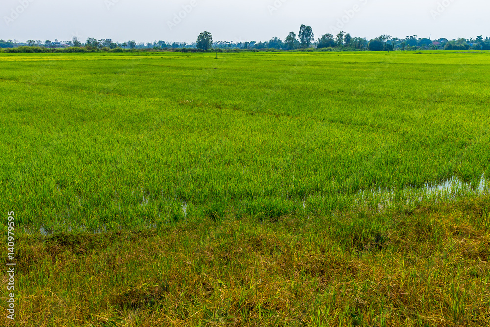 Obraz premium Thai agriculture