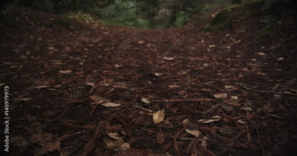 Leaves on ground in forest, low angle close up Leaves on ground in forest, low angle close up