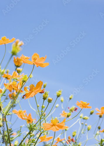 Yellow cosmos © imagenavi