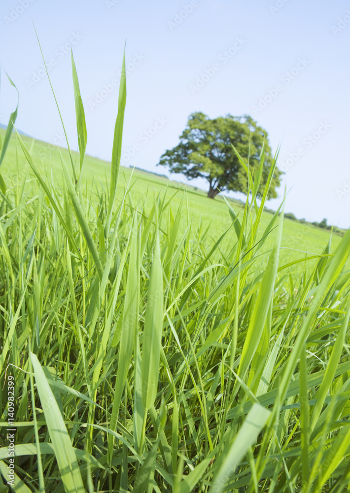 Fototapeta premium Grass