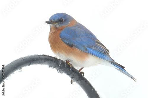 Male Eastern Bluebird on a pole © Steve Byland