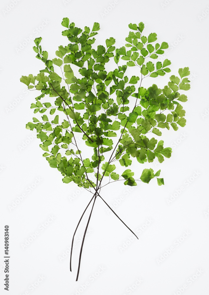 Obraz premium Leaves