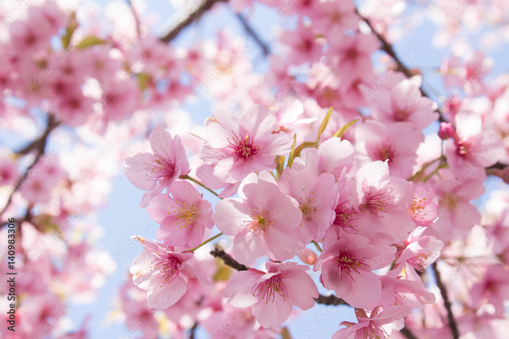 桜