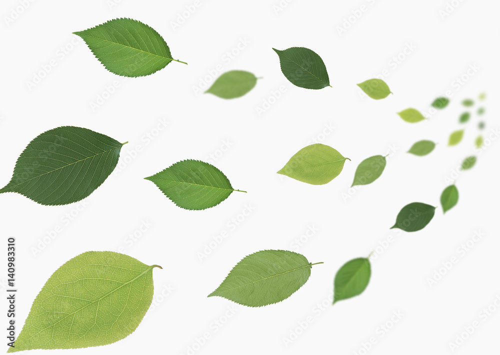 Fototapeta Green leaf image
