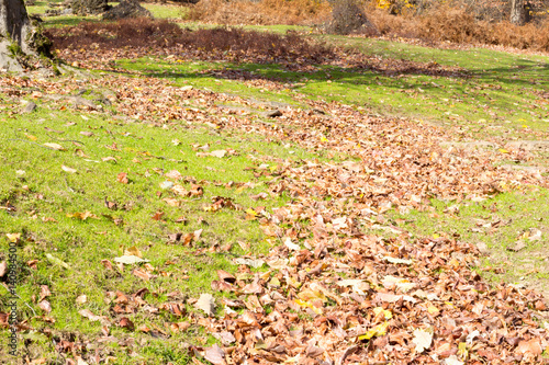 Fallen autumn leaves on the ground in colorful tones; note shallow depth of field