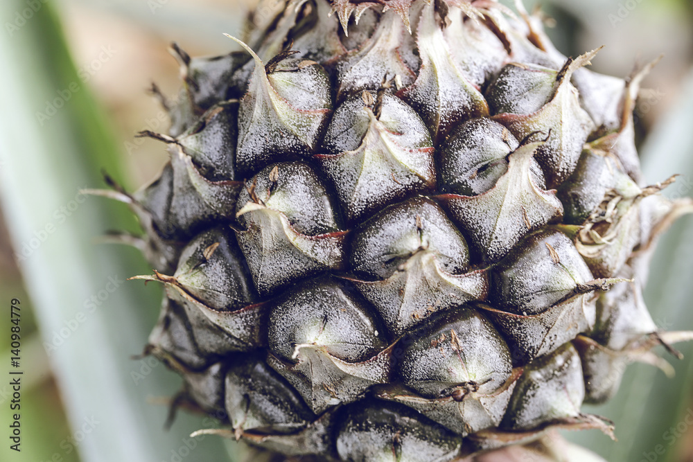 Close up Pineapple tropical fruit Close up Pineapple tropical fruit