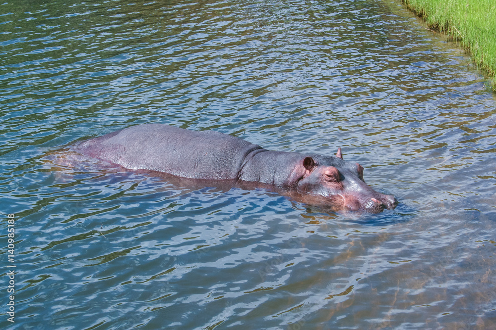 The Big Brown Behemoth (Hippopotamus amphibius) in water, Botswana The Big Brown Behemoth (Hippopotamus amphibius) in water, Botswana