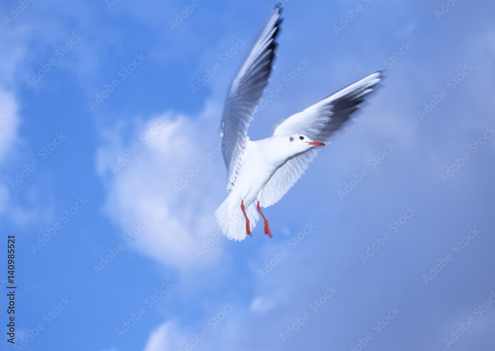 Fototapeta premium Black-headed Gull
