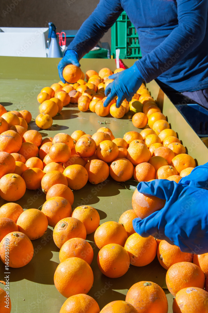 The working of oranges: farmers manually checking and selecting tarocco fruits