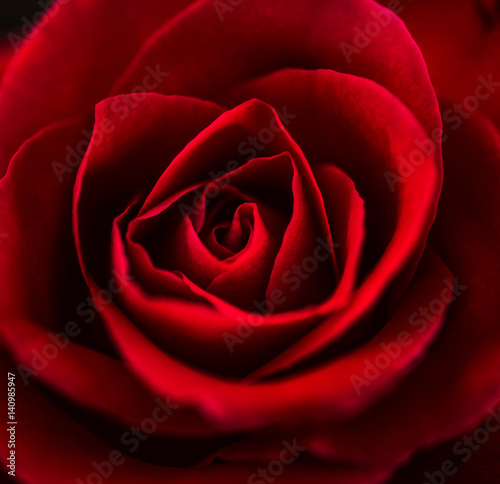 Closeup red rose in natural light. Details rose petals