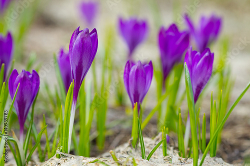 Beautiful crocuses