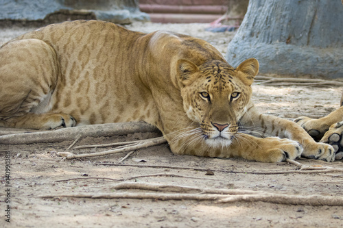Image of a liger on nature background. Wild Animals.