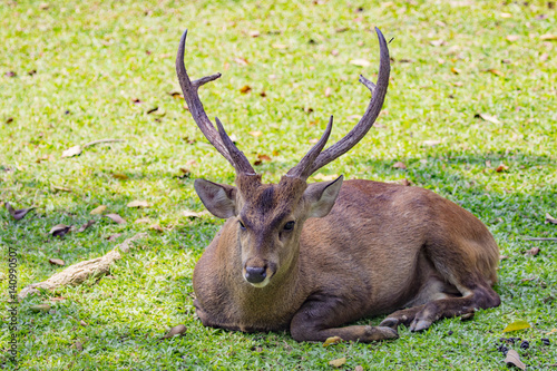 Image of a deer on nature background. wild animals.