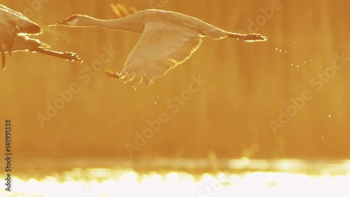 Two Sandhill Cranes Fly at Dusk in Slow Motion