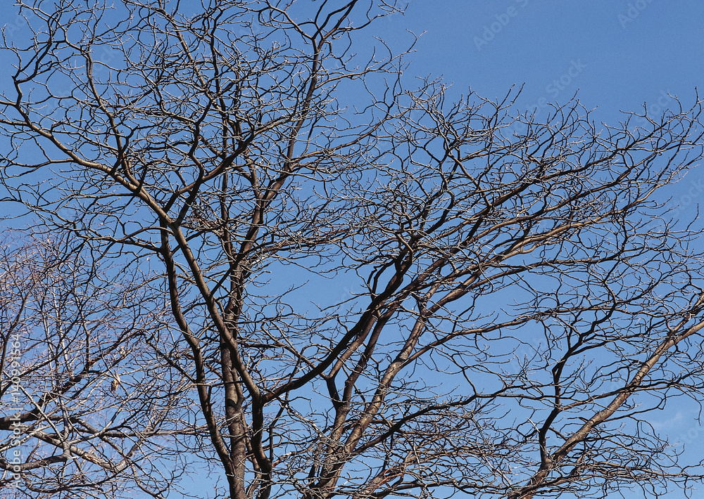Tree Tree