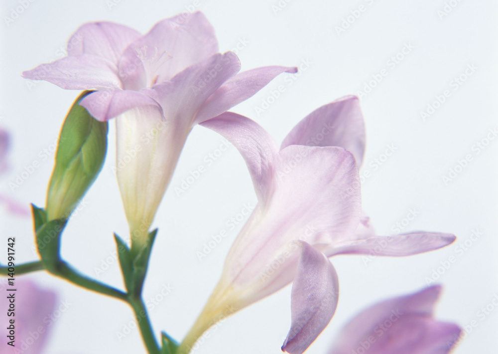 Freesia Freesia