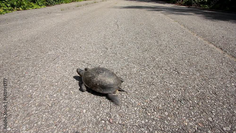 Road mortality of turtles Turtle Island