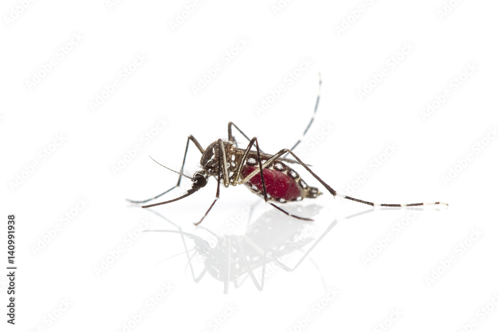Mosquito on white background Mosquito on white background