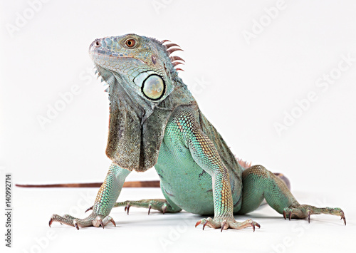 Obraz na płótnie Green Iguana