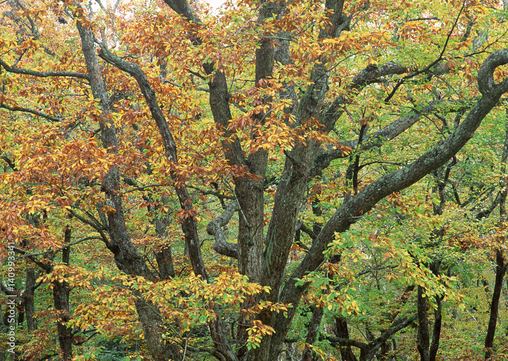 Colored Leaves Colored Leaves