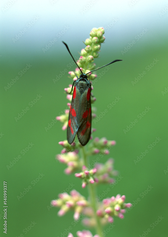 Naklejka premium Insect on Flower