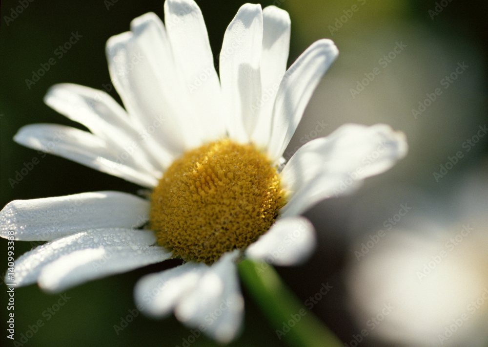 Fototapeta premium Marguerite