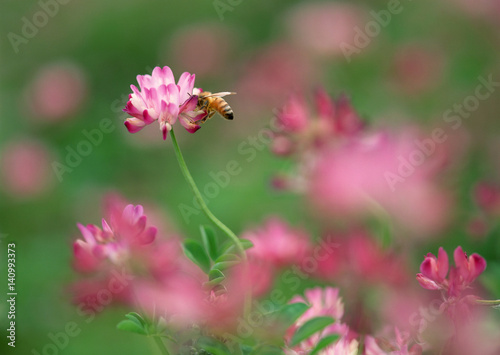 Flower and Bee © imagenavi