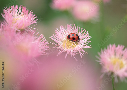 Tablou pe pânză Ladybug on Flower