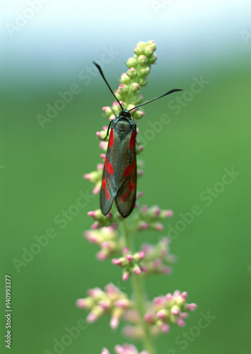 Insect on Flower © imagenavi