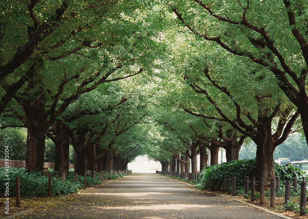 Fototapeta premium Avenue
