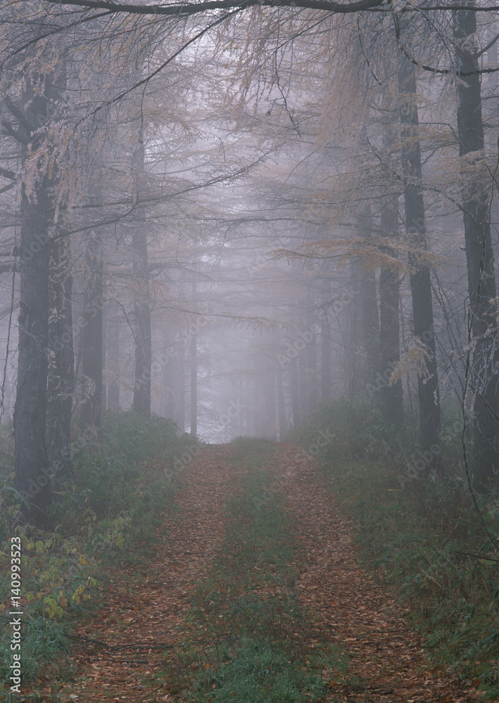 Naklejka premium Forest and Road