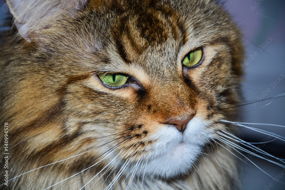Muzzle brown Maine Coon cat closeup