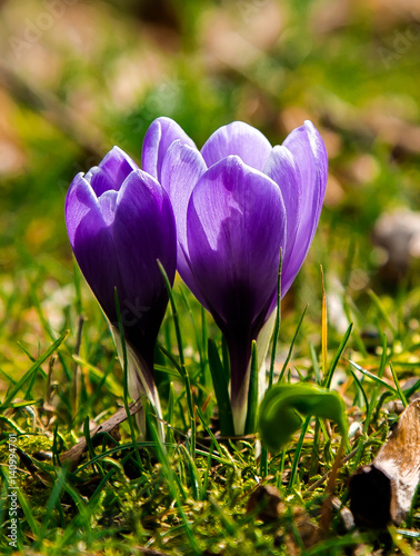 snowdrop flower blooming on spring in the garden photo