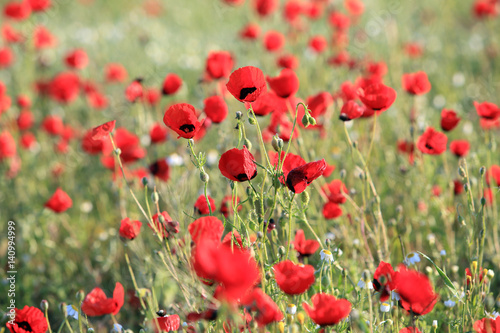 Poppy flowers field, close-up early in the morning © salman2