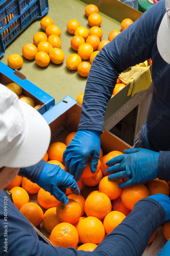 The working of oranges: Farmers manually selecting and then putting just picked tarocco oranges into boxes
