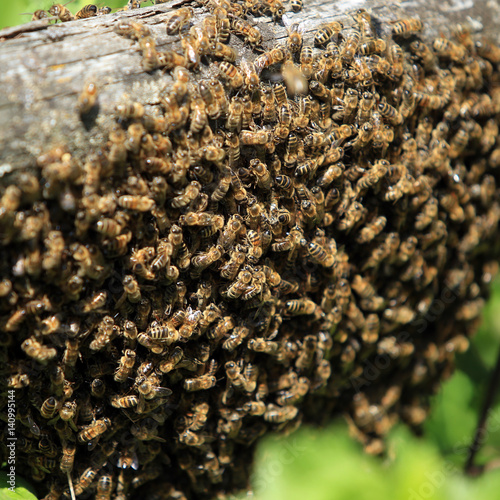 wild swarm of bees