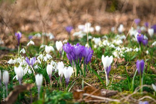 snowdrop flower blooming on spring in the garden photo