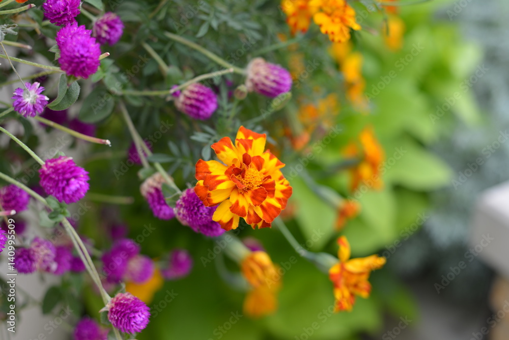 Obraz premium Flower