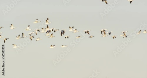 Flock of Snow Geese Flying Across Sky, Slow Motion