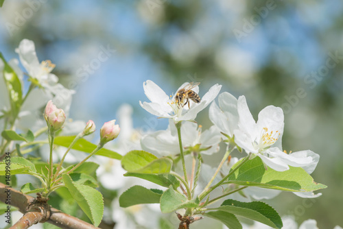 Bee melliferous on the flow...
