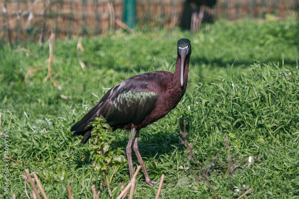 Fototapeta premium Ibis falcinelle