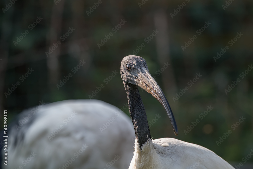 Obraz premium Ibis sacré