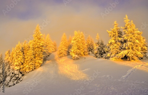 The golden trees on top a mountains Postavaru in winter season, Poiana Brasov, Romania. © Balate Dorin
